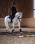 Child riding a white horse over colorful poles inside an indoor riding arena